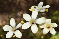 Linum jimenezii