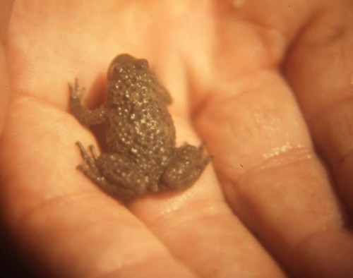 Yellow-bellied Toad, photo 6 of 10
