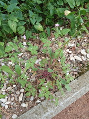 Geranium robertianum