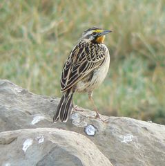 Macronyx flavicollis