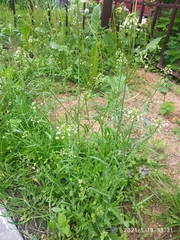Capsella bursa-pastoris