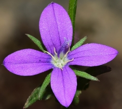 Legousia scabra