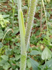 Chaerophyllum aureum