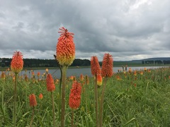 Kniphofia tysonii