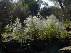 Blumea paniculata