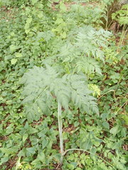 Chaerophyllum aureum