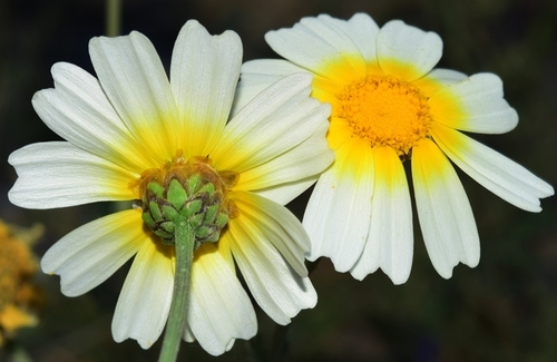 Garland Daisy