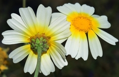 Glebionis coronaria discolor
