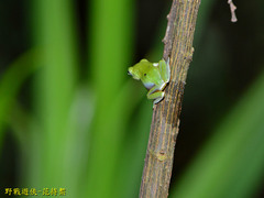 Zhangixalus taipeianus