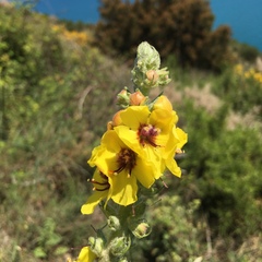 Verbascum boerhavii