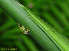 Zhangixalus taipeianus