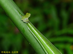 Zhangixalus taipeianus