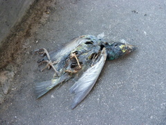 Psilopogon haemacephalus