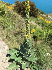 Verbascum boerhavii