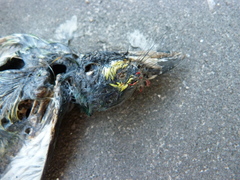 Psilopogon haemacephalus