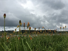 Kniphofia tysonii
