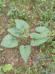 Phlomoides tuberosa