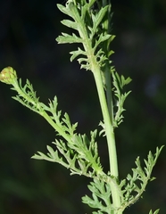 Glebionis coronaria discolor
