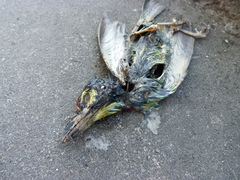 Psilopogon haemacephalus