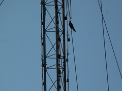 Cacomantis merulinus