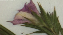 Acmadenia trigona