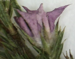 Acmadenia trigona