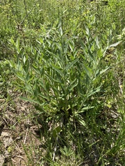 Lithospermum molle
