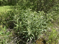 Lithospermum molle