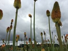 Kniphofia tysonii