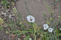 Papaver albiflorum