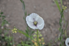 Papaver albiflorum