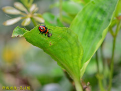 Eocanthecona concinna