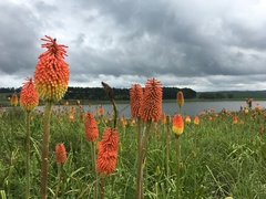 Kniphofia tysonii