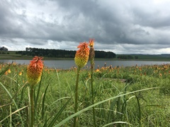 Kniphofia tysonii
