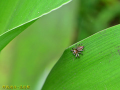 Yaginumaella lobata
