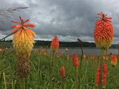 Kniphofia tysonii