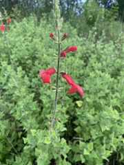 Salvia darcyi