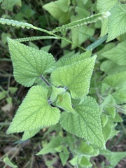 Salvia darcyi