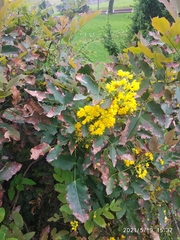Berberis aquifolium