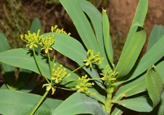 Bupleurum gibraltaricum