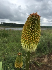 Kniphofia tysonii