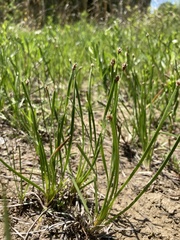 Eleocharis bifida