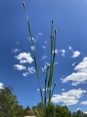 Eleocharis bifida