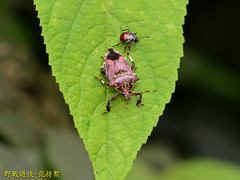 Eocanthecona concinna