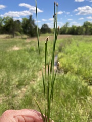 Eleocharis bifida