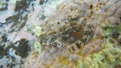 Lipophrys trigloides