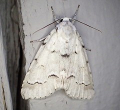 Acronicta innotata