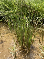 Eleocharis bifida