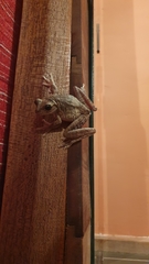 Boana platanera
