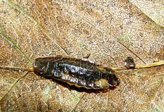 Lamprohiza splendidula